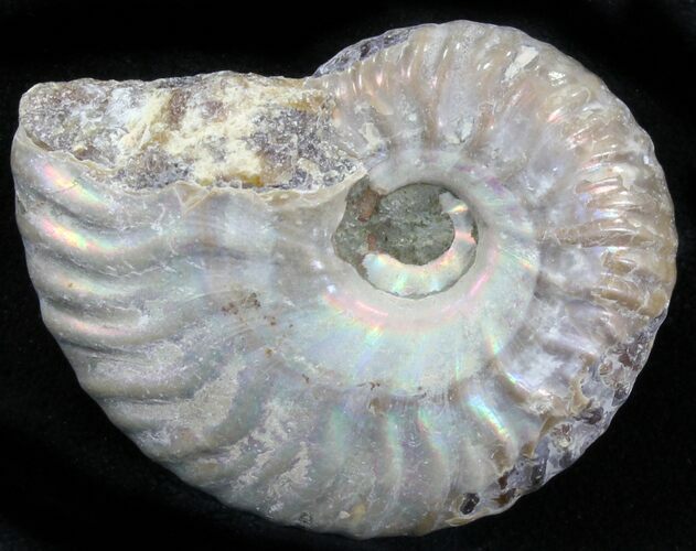 Silver Iridescent Ammonite - Madagascar #29877